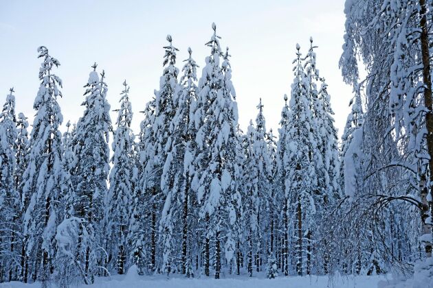  Kan Sveriges skogsägare lita på Miljöpartiet, undrar debattören. 