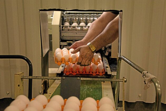  Nästan 11 000 ägg om dagen brukar hönorna i Salar Rasouls stall värpa varje dag. Att sortera och paketera brukar ta honom en timma. Salle sköter det mesta själv i hönseriet.