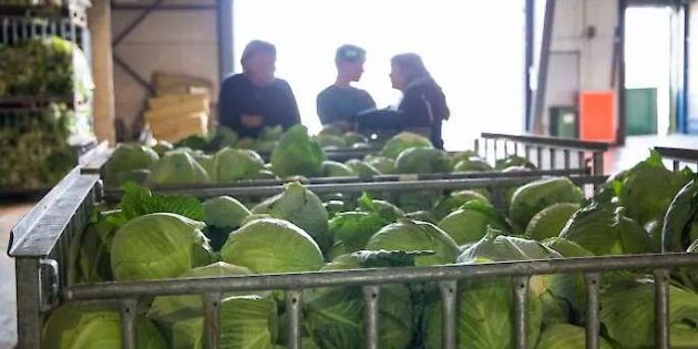 Satsning ska ge längre säsong för svenska grönsaker