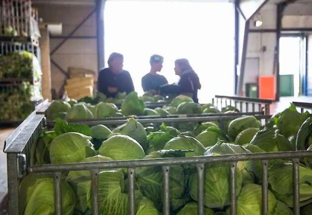  Med fler lager som optimerar miljön för olika grönsaker, hoppas Sydgrönt kunna ersätta importerat med svenskt året runt.