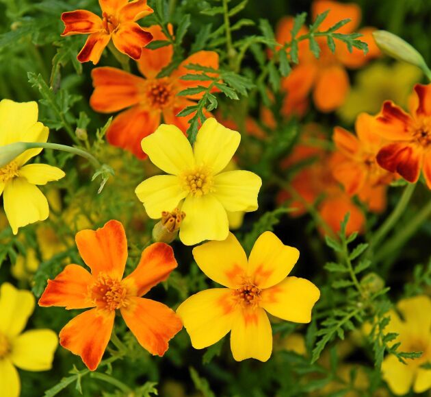  Liten tagetes, även kallad kryddtagetes, har citrondoftande blad och blommor i gult, orange och rött. Blommor och blad är ätliga och dekorativa i sallader. Förodlas inomhus i april-maj, blommar i juni-oktober. Höjd 40 cm. Ekofrö. Impecta. 