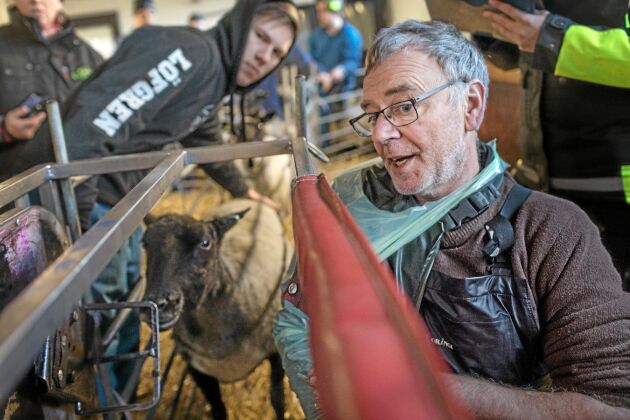  Carl Williams är en legendar bland svenska fårbönder. Här visar han hur många foster fåret har.