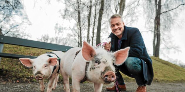 Henrik Schyffert i ny tv-serie – födde upp grisar i sin lägenhet