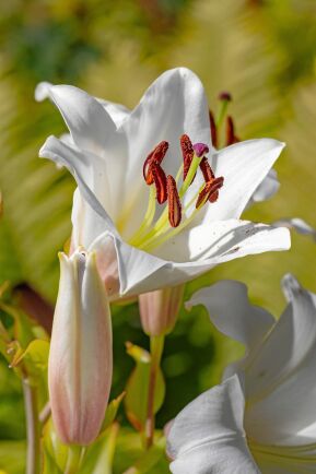  Ståndare och pistiller har en framträdande roll i liljornas stora blommor. ’Casa Blanca’ är en vacker, högrest orientlilja som inte blir riktigt lika hög som trädliljorna.