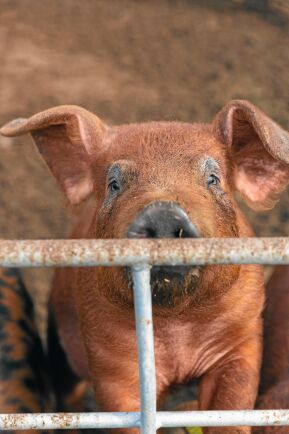  Duroc är en tålig grissort, som tål att gå ute både sommar och vintern. Till exempel blir de inte brända i solen lika lätt som de ljusa grisarna. 