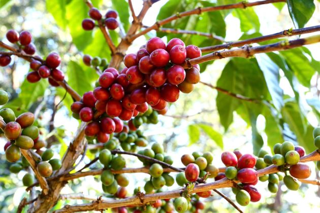  Vissa av plantorna i Etiopiens kaffeplantage har stått i över hundra år.
