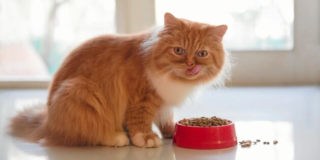 Stor svensk granskning visar: 1 av 3 kattfoder innehåller mögelgift