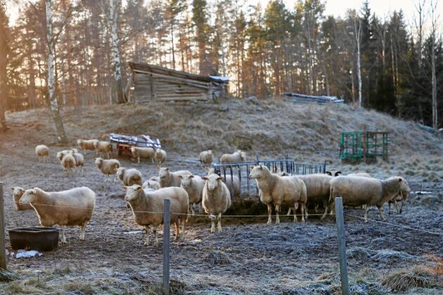  Paret fick en tuff start som fårbönder då deras första sommar präglades av torka och betesbrist. 