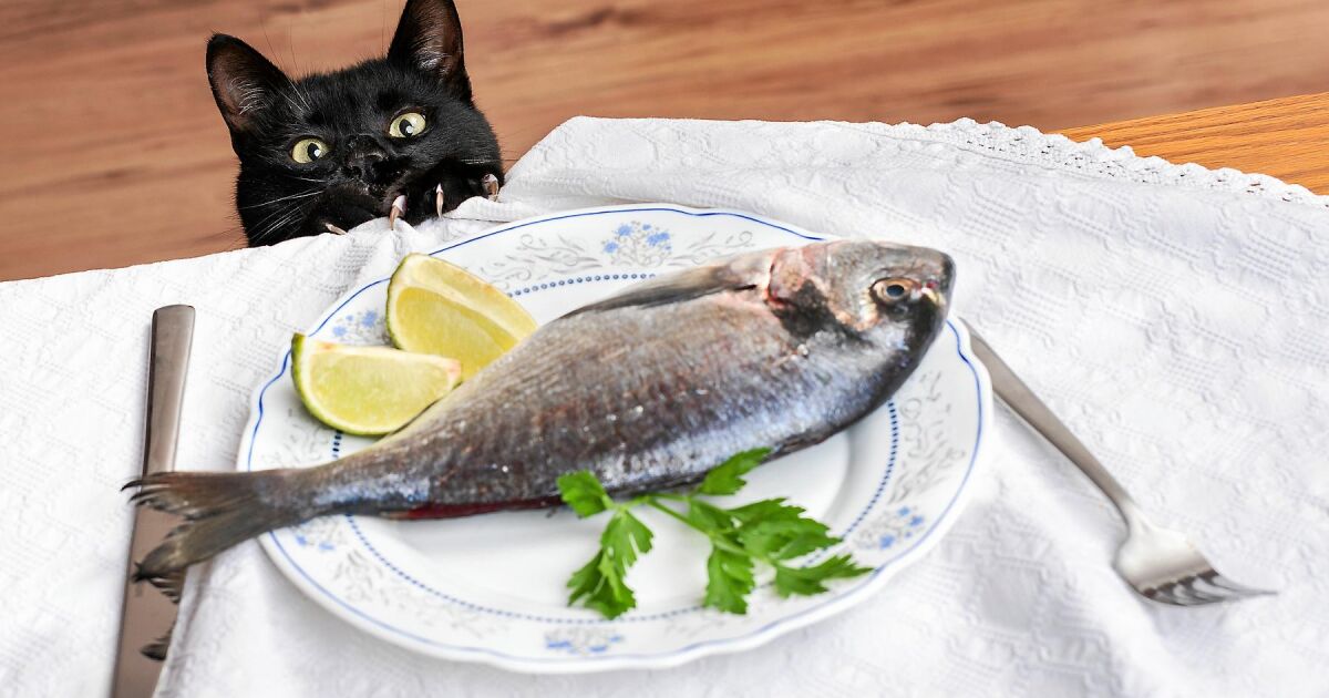 SVT-veterinären: Därför är fisk nyttigt för katter |