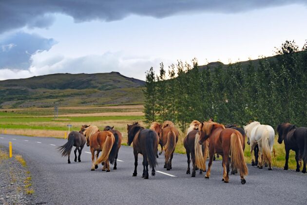 Islandshästar på väg. Arkivbild.