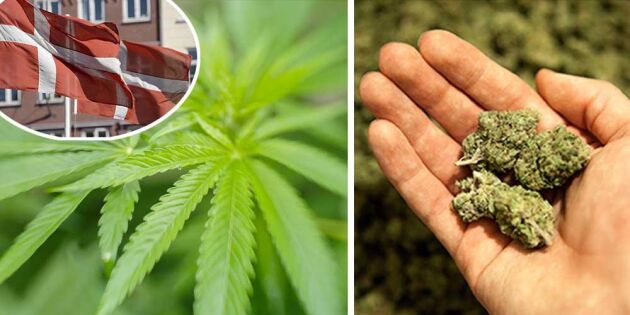 Snart får danska bönder odla cannabis