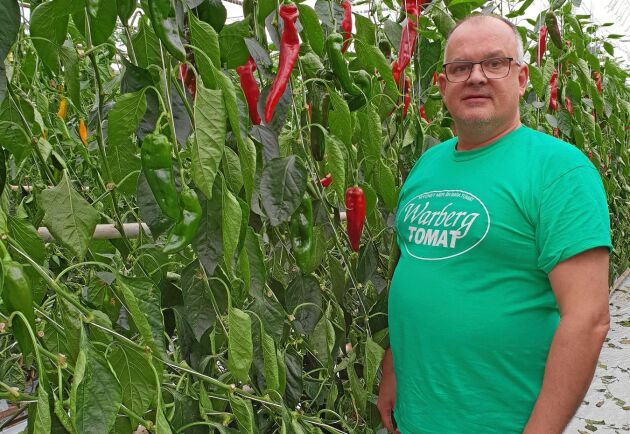  Raimo Einosson äger och driver Warberg tomat. Han fick slänga flera hundra kilo paprika eftersom de lokala handlarna inte ville köpa in den. 