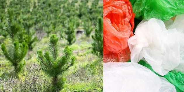 Plastpåsarnas dagar kan vara räknade – svenskt trä kan ersätta dem!