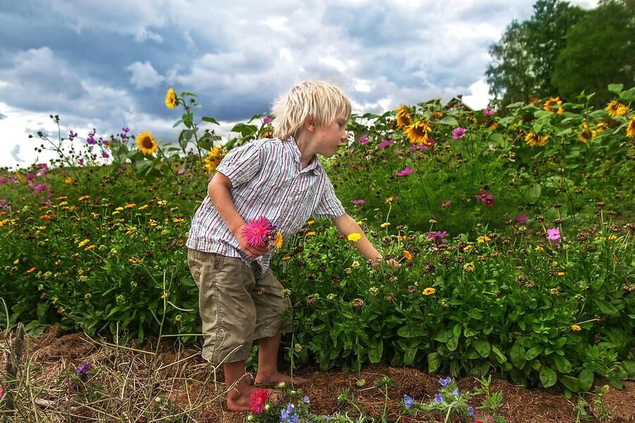  Einar plockar blommor i köksodlingarna som består av åtta skiften där sommarblommor utgör ett.