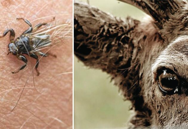  Älgflugorna lever som parasiter på stora hjortdjur som älg och rådjur och kan orsaka stort lidande.