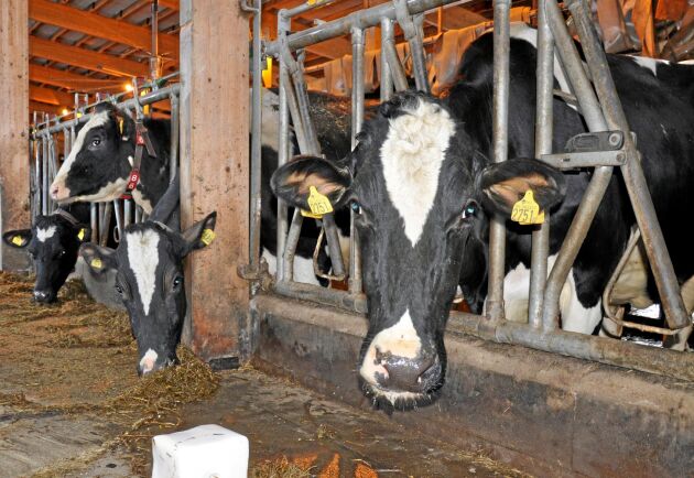  Tramilda, till höger i bild, är till vardags en av 130 mjölkkor på gården i Moholm, men när det blir tävling utmärker hon sig. Till hösten hoppas ägarna att hon sopar rent med konkurrenterna på Elmia. 