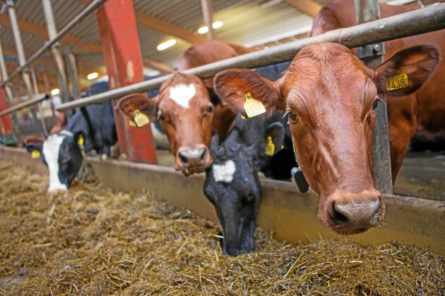  Enligt förslaget kan tillståndsprövningen för mjölkgårdar bli enklare.