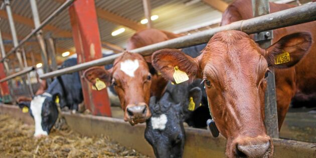 Förslag kan förenkla tillstånd till mjölkgårdar