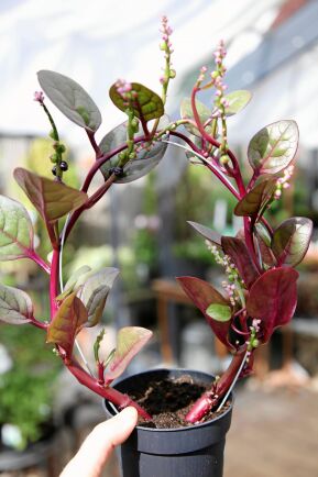  Röd malabarspenat (Basella alba) 'Rubra'. För liten kruka och för torrt stressar plantan så att den blommar i förtid, men det gör ju ingenting om plantan endast är för prydnad. Godast blir bladen i stor kruka och inte för hård uttorkning. 