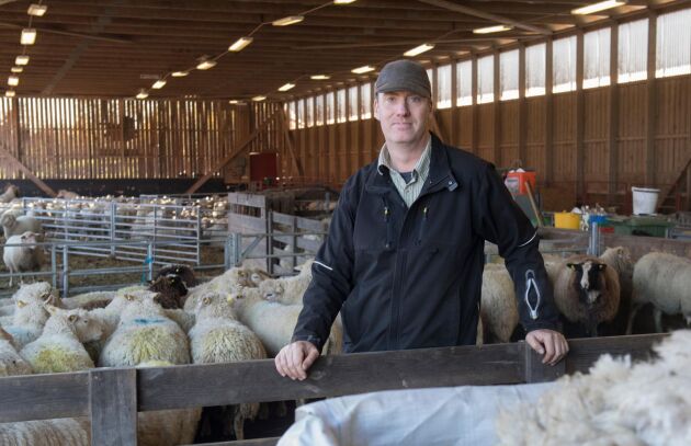  Fårbonden Tomas Olsson tycker det är synd att låta ullen gå till spillo. Det mesta av den ull som produceras i Sverige förstörs.