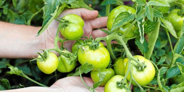 Så får du gröna tomater att mogna inomhus