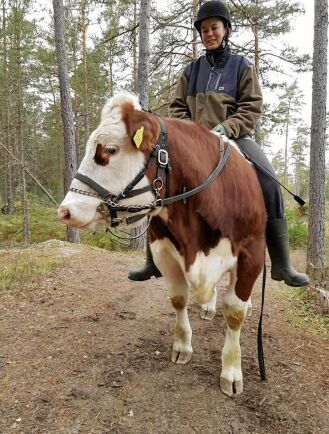  Frida Olofsson har lärt sin oxe Skalman att bli riden.