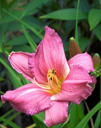 5) Daglilja, Hemerocallis, ’Summer Wine’ blommar i vinrött och har smala liljelika blad som är fina tidigt på våren. Blir 60 centimeter hög. 