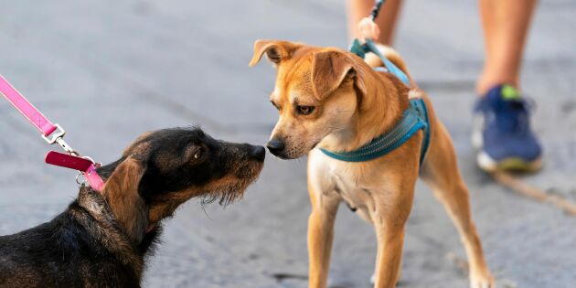Efter norska hundlarmet: Låt inte din hund hälsa på okända hundar