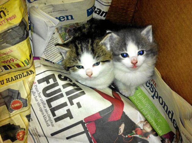  De två systrarna räddades ur en hög med tidningar på återvinningsstationen. Busan är kattungen till höger. 