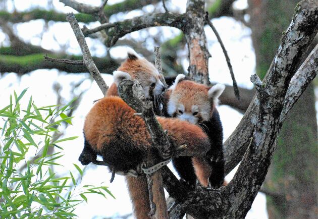  De röda pandorna trivs i trädkronorna. 