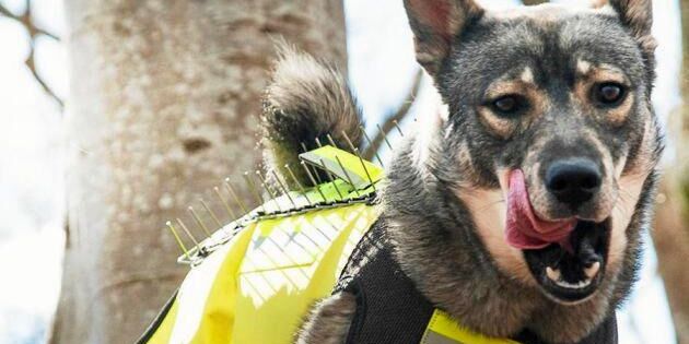 Vargrevir upptäckt i Östergötland - nu får jägare bidrag till skyddsväst för hund