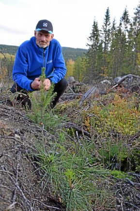  Göran Vikman räknar de tallplantor som kommit upp efter att ha såtts manuellt. De är många. Granen som syns är planterad.